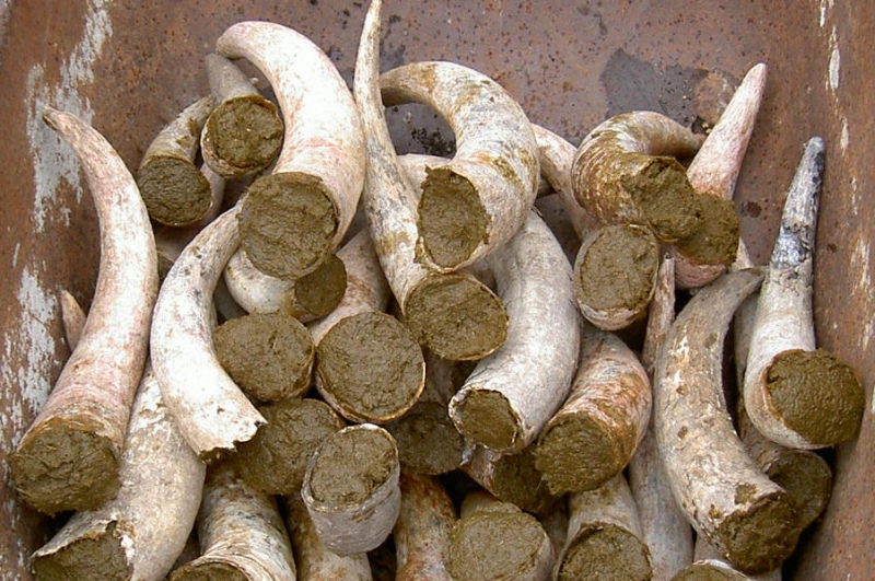 Datei:Hornmist 2.jpg