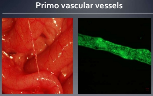 Datei:Primo Vascular System 2.jpg