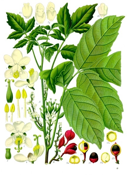 Datei:Guarana.jpg