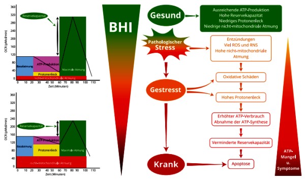Datei:Synlab BHI Mitochondrienmedizin 2024.jpg