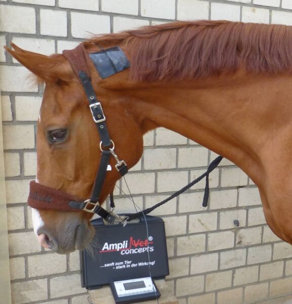 Datei:Mittelfrequenz-Elektrotherapie Pferd.jpg