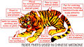 Tiger parts.jpg
