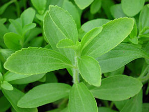 Steviapflanze.jpg