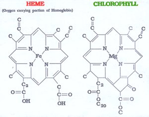 Haemophyll.gif