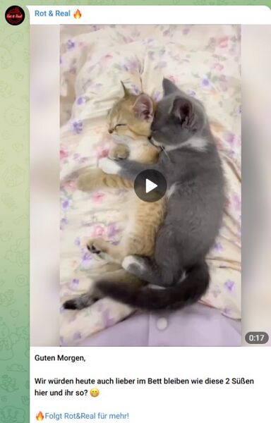 Datei:Rot&Real Katzenvideo 2026.jpg