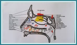 Réflexologie endonasale.jpg