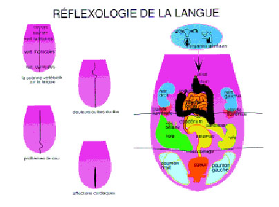 Réflexologie linguale.jpg