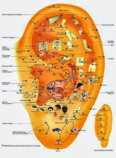 Réflexologie auriculaire.jpg