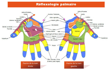 Réflexologie palmaire.jpg
