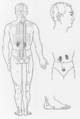 Acupuncture5.png