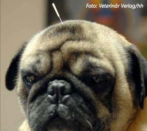 Mops Akupunktur.jpg